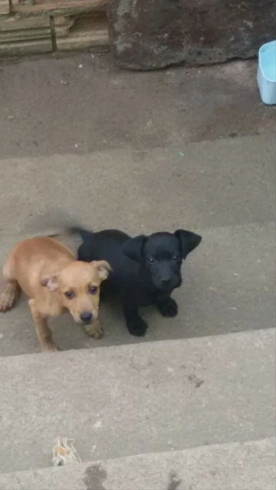 Cachorro ra a Vira lata  idade 2 a 6 meses nome Não definido! 