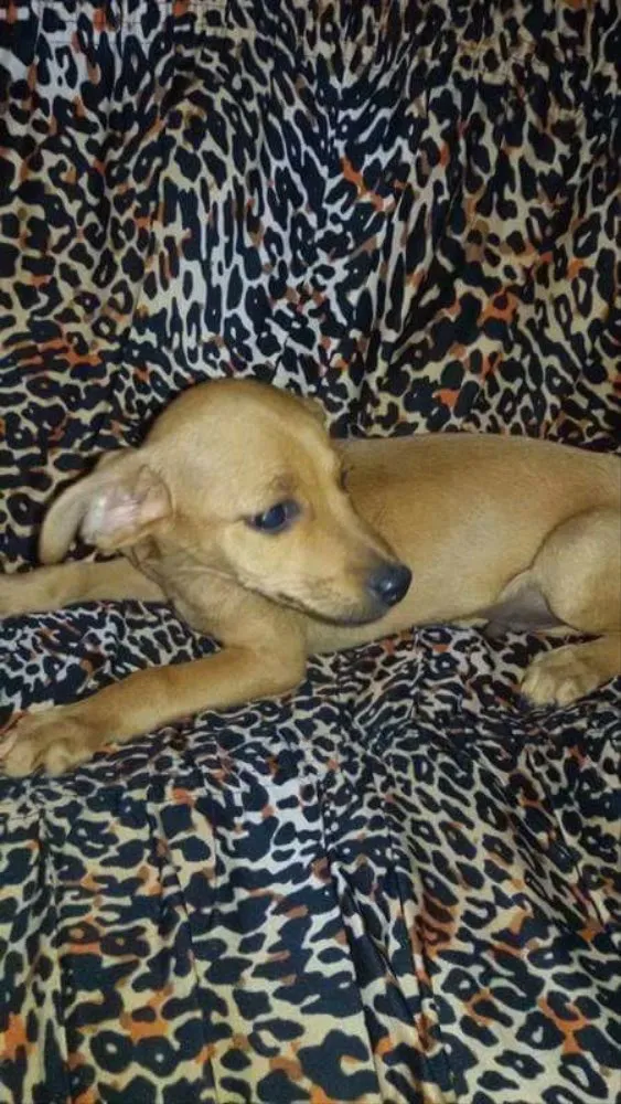 Cachorro ra a Vira lata  idade 2 a 6 meses nome Não definido! 