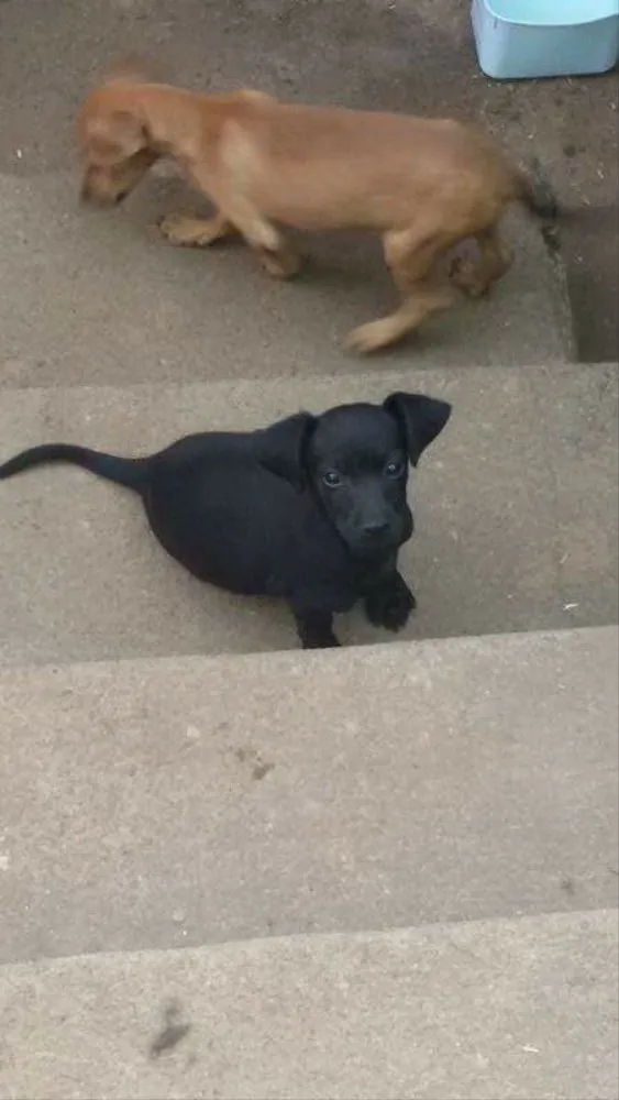 Cachorro ra a Vira lata  idade 2 a 6 meses nome Não definido! 