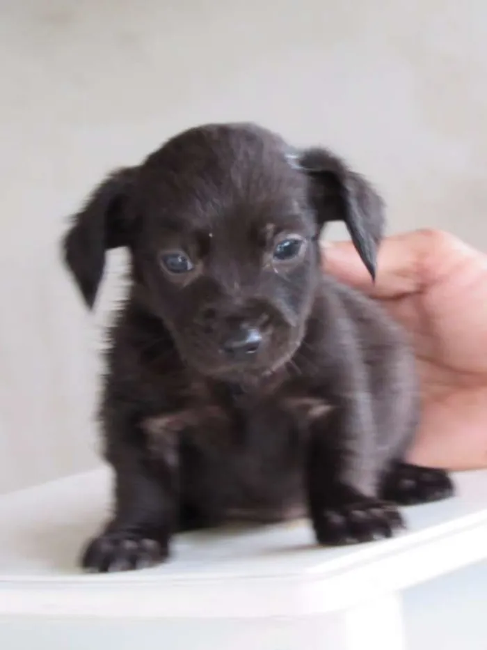 Cachorro ra a SRD idade Abaixo de 2 meses nome CLARCK