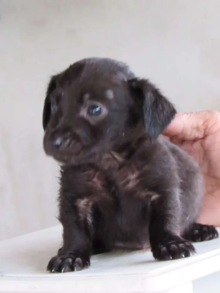 Cachorro ra a SRD idade Abaixo de 2 meses nome CLARCK