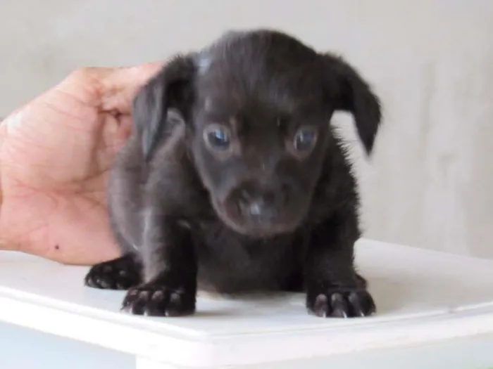 Cachorro ra a SRD idade Abaixo de 2 meses nome CLARCK