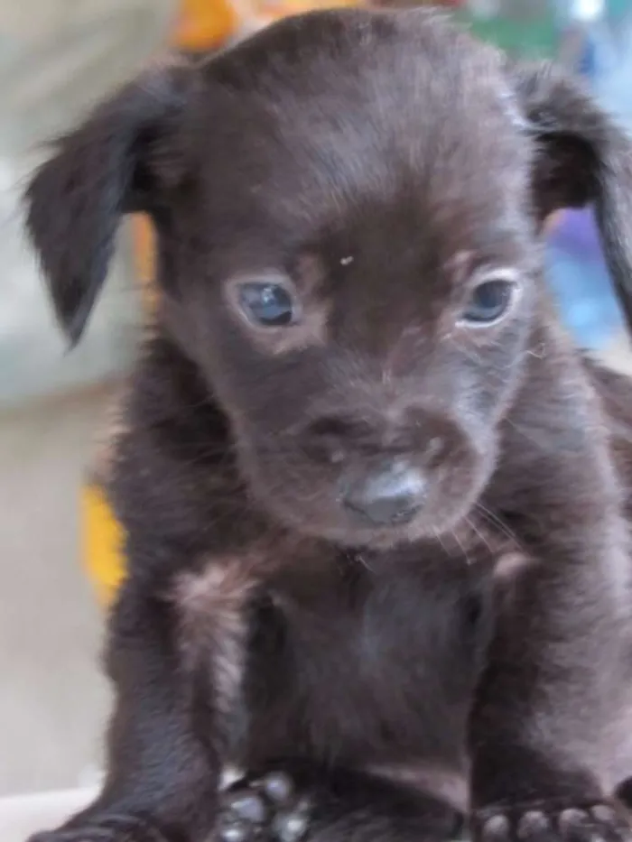 Cachorro ra a SRD idade Abaixo de 2 meses nome CLARCK