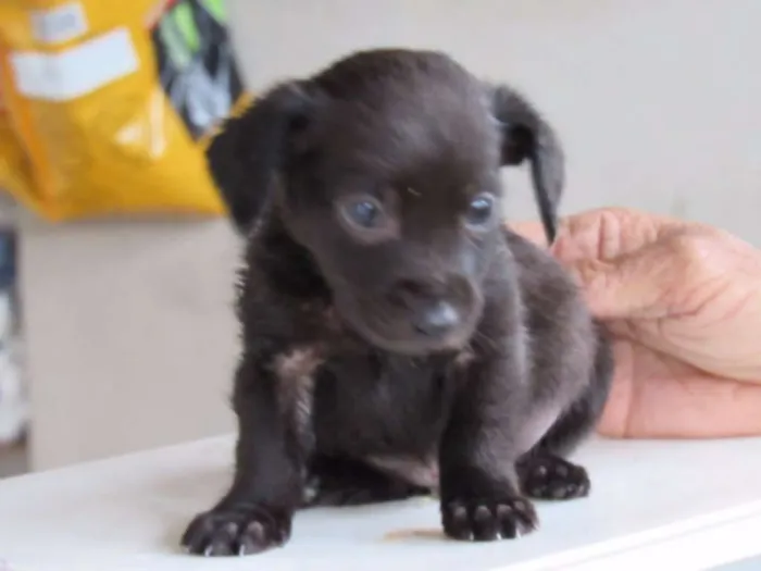 Cachorro ra a SRD idade Abaixo de 2 meses nome CLARCK