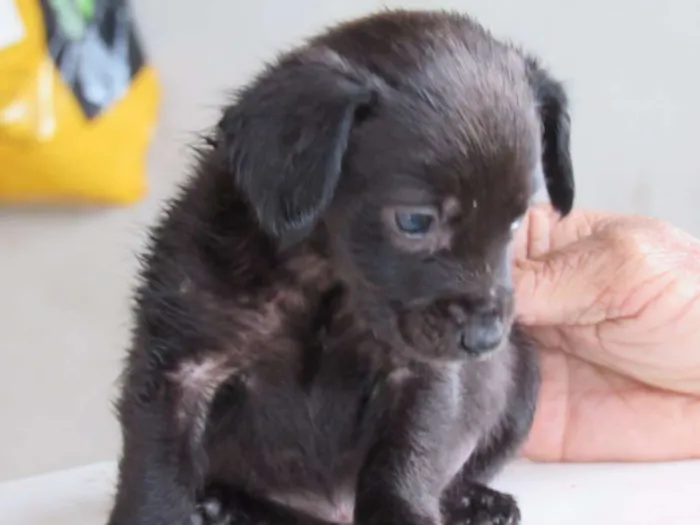 Cachorro ra a SRD idade Abaixo de 2 meses nome CLARCK