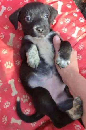 Cachorro raça SRD idade Abaixo de 2 meses nome PELUDINHA