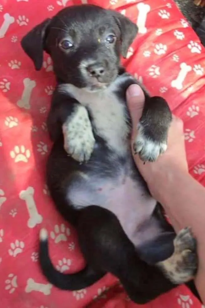Cachorro ra a SRD idade Abaixo de 2 meses nome PELUDINHA