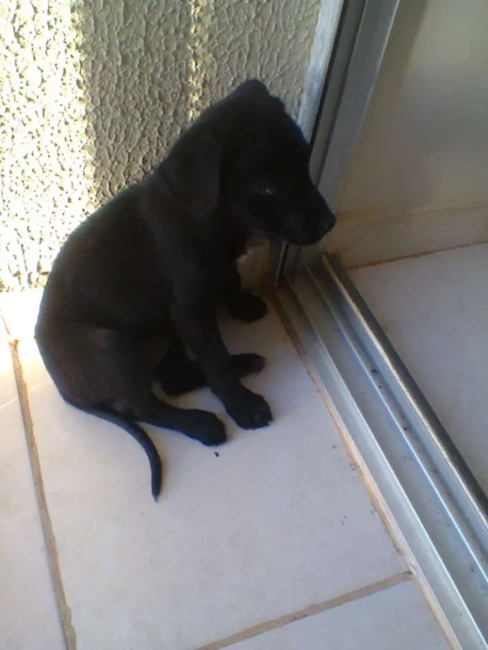 Cachorro raça minxta idade 2 a 6 meses nome Mine