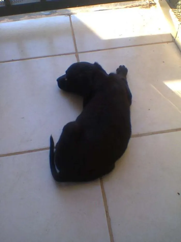 Cachorro raça minxta idade 2 a 6 meses nome Mine