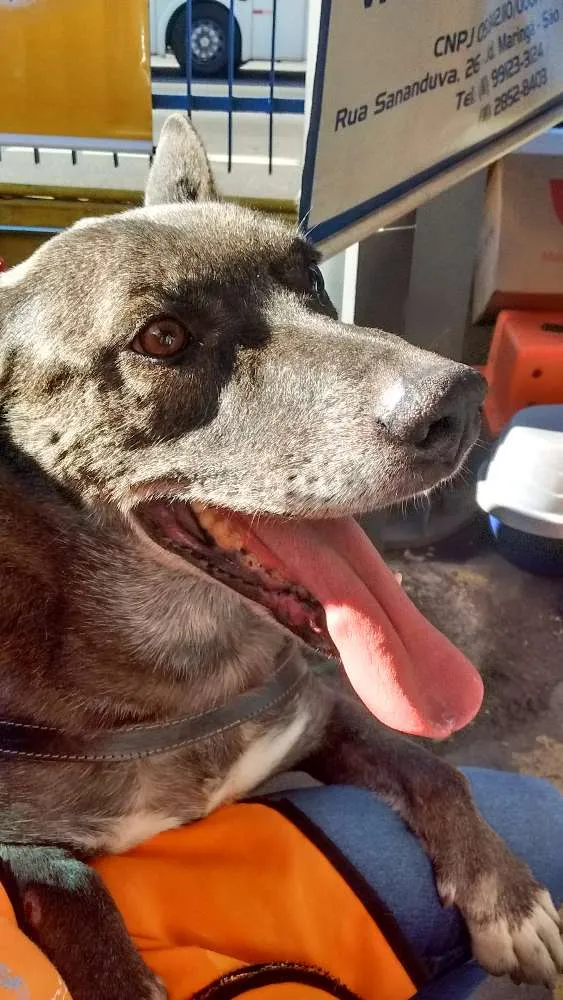 Cachorro ra a SRD idade 6 ou mais anos nome Preto