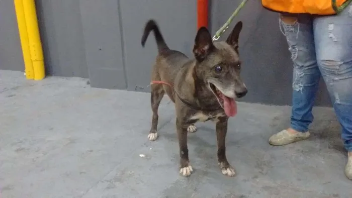 Cachorro ra a SRD idade 6 ou mais anos nome Preto