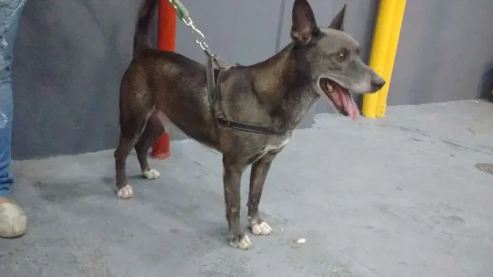 Cachorro ra a SRD idade 6 ou mais anos nome Preto