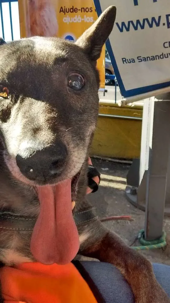 Cachorro ra a SRD idade 6 ou mais anos nome Preto