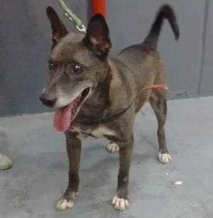 Cachorro raça SRD idade 6 ou mais anos nome Preto