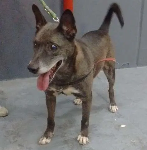 Cachorro ra a SRD idade 6 ou mais anos nome Preto