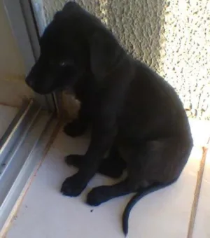 Cachorro raça minxta idade 2 a 6 meses nome Mine