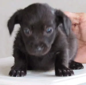 Cachorro raça SRD idade Abaixo de 2 meses nome CLARCK