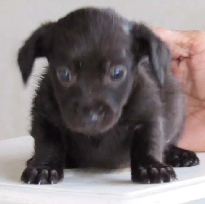 Cachorro ra a SRD idade Abaixo de 2 meses nome CLARCK