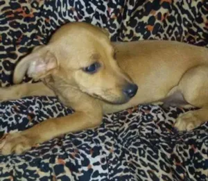 Cachorro raça Vira-lata  idade  nome A definir 