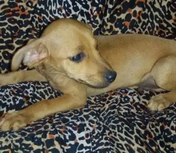 Cachorro ra a Vira-lata  idade  nome A definir 