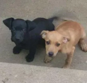 Cachorro raça Vira lata  idade 2 a 6 meses nome Não definido! 