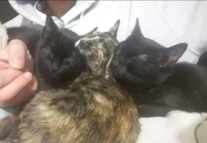 Gato ra a  idade 2 a 6 meses nome O adotante escolhe