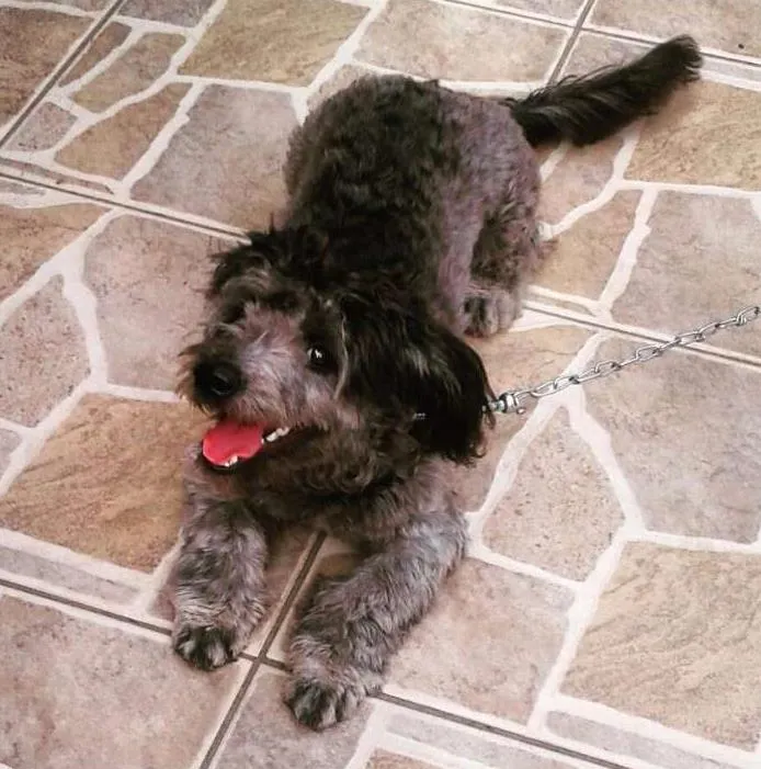 Cachorro ra a Poodles com mistura não definido idade 7 a 11 meses nome Tell