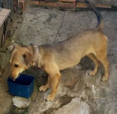 Cachorro ra a Vira Lata idade 3 anos nome Shaira