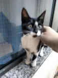 Chiquinha