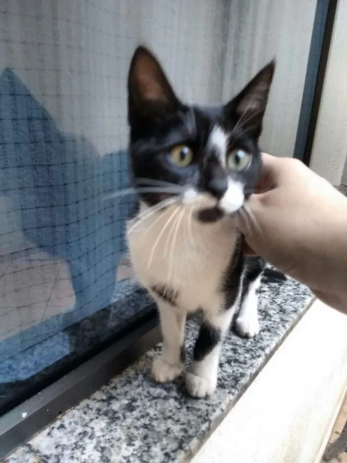 Gato ra a SRD idade 2 a 6 meses nome Chiquinha