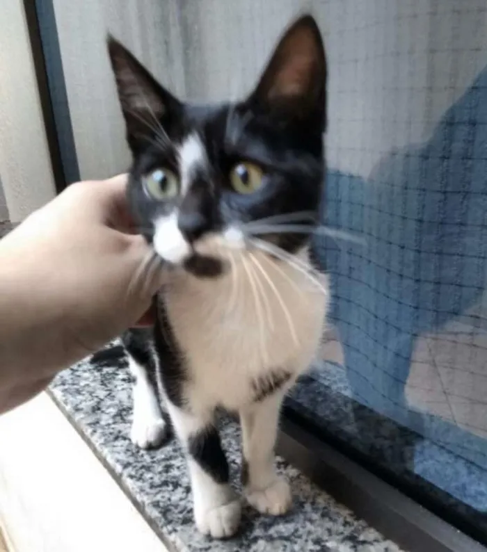 Gato ra a SRD idade 2 a 6 meses nome Chiquinha
