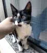 Gato raça SRD idade 2 a 6 meses nome Chiquinha