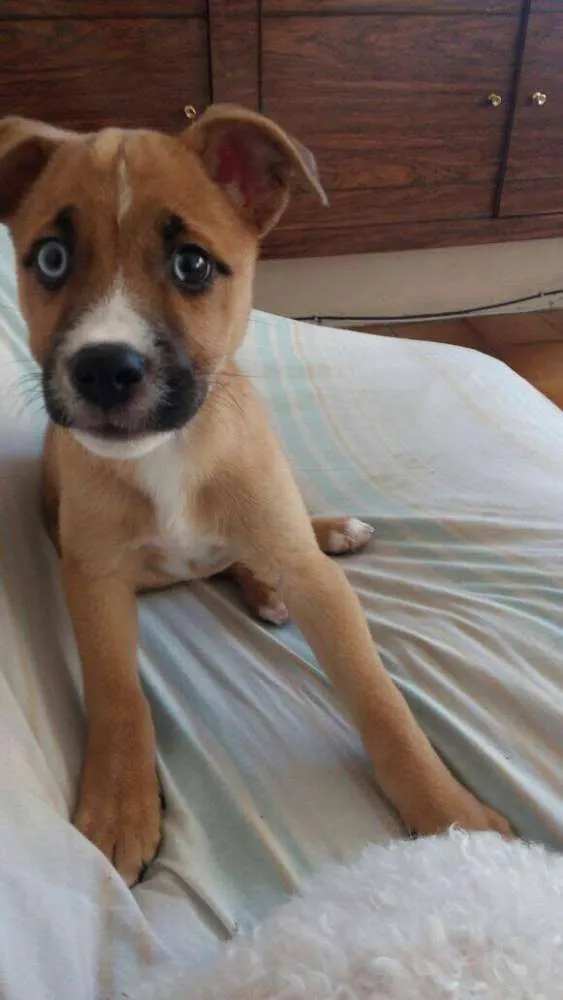 Cachorro ra a Vira-Lata idade 2 a 6 meses nome Gigante