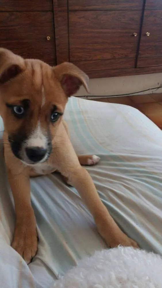 Cachorro ra a Vira-Lata idade 2 a 6 meses nome Gigante