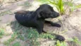Massaranduba, Toby, 