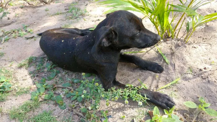 Cachorro raça Viralata idade 2 a 6 meses nome Massaranduba, Toby, 