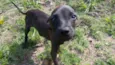 Massaranduba, Toby, 