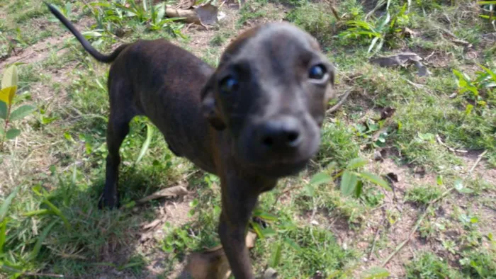 Cachorro raça Viralata idade 2 a 6 meses nome Massaranduba, Toby, 