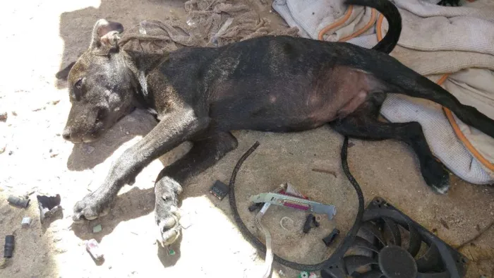 Cachorro raça Viralata idade 2 a 6 meses nome Massaranduba, Toby, 