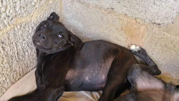 Cachorro raça Viralata idade 2 a 6 meses nome Massaranduba, Toby, 