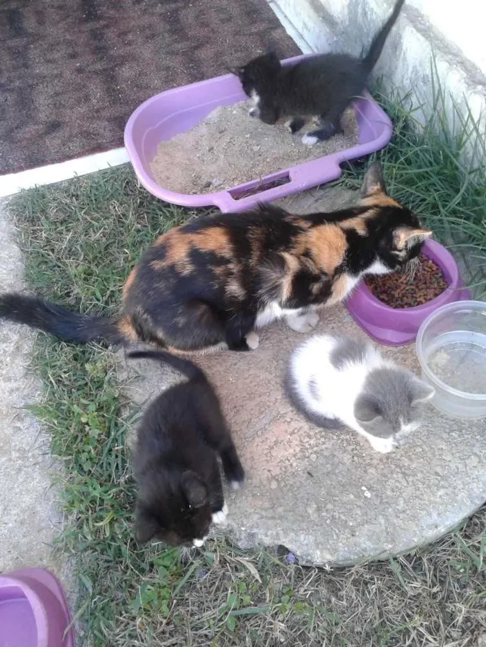 Gato ra a sem raça idade Abaixo de 2 meses nome sem nome