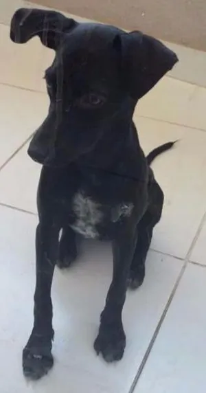 Cachorro raça não definida idade 7 a 11 meses nome Lilica
