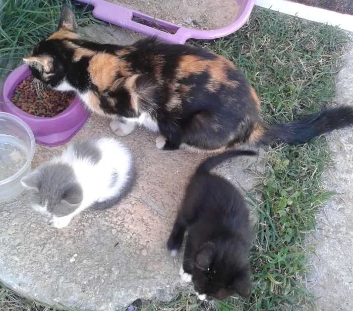Gato ra a sem raça idade Abaixo de 2 meses nome sem nome