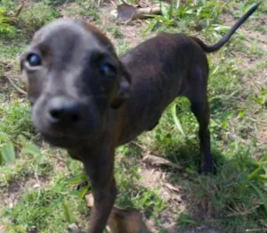 Cachorro raça Viralata idade 2 a 6 meses nome Massaranduba, Toby, 