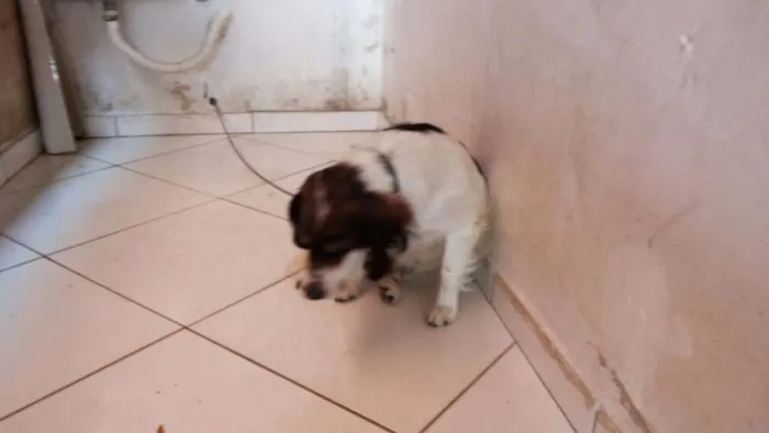 Cachorro ra a Indefinida idade 2 a 6 meses nome Sem nome