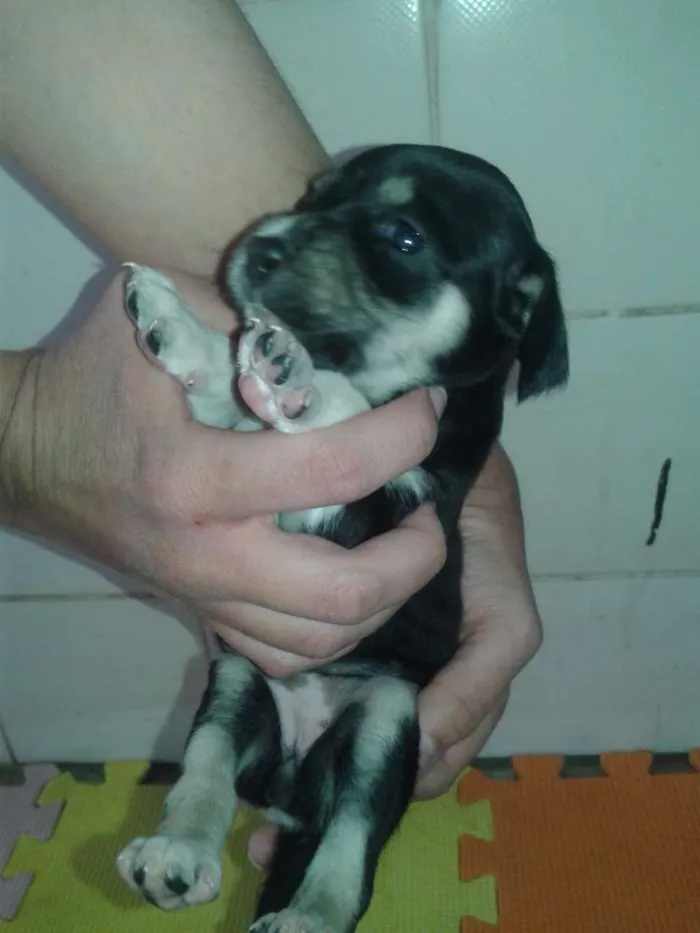 Cachorro ra a indefinida idade Abaixo de 2 meses nome sem nome