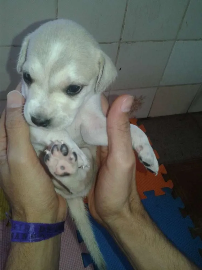 Cachorro ra a indefinida idade Abaixo de 2 meses nome sem nome