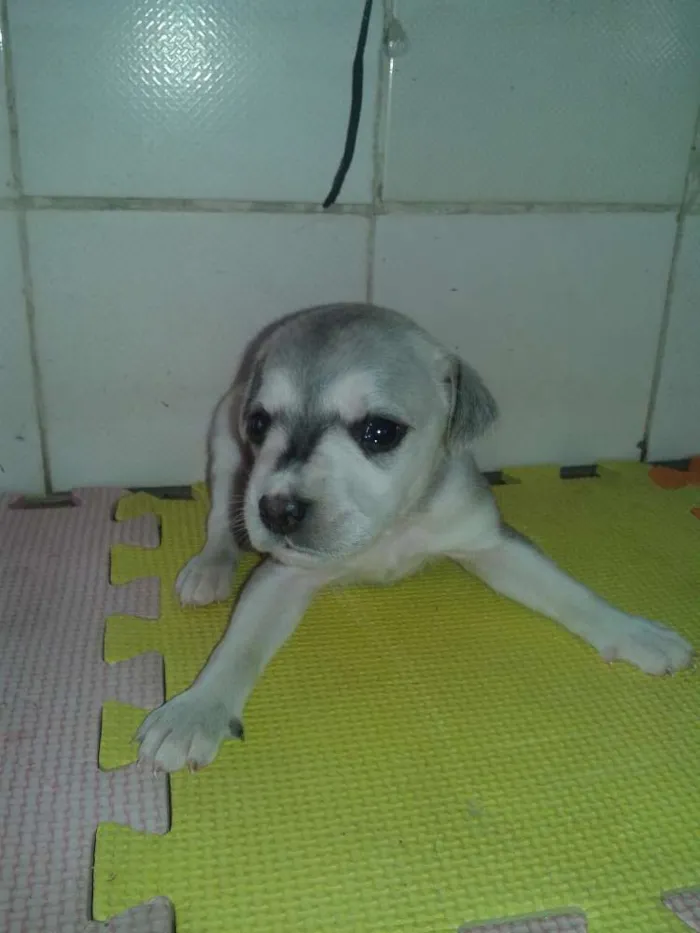 Cachorro ra a indefinida idade Abaixo de 2 meses nome sem nome