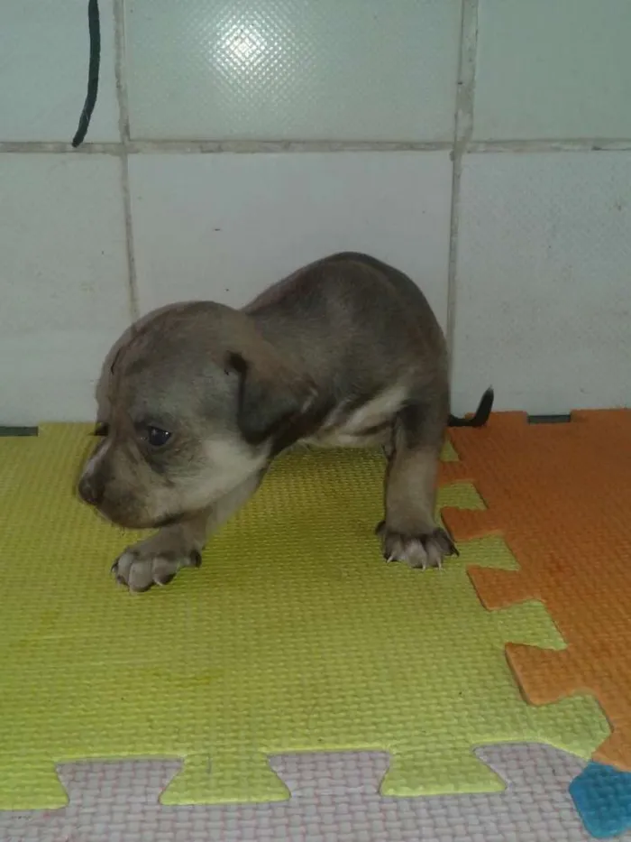 Cachorro ra a indefinida idade Abaixo de 2 meses nome sem nome