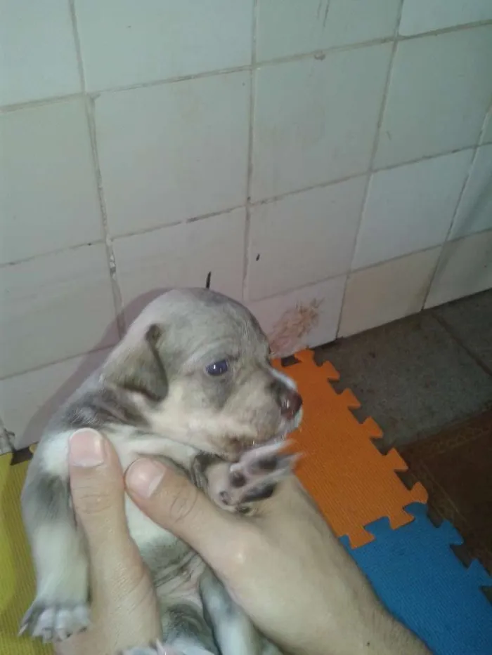 Cachorro ra a indefinida idade Abaixo de 2 meses nome sem nome